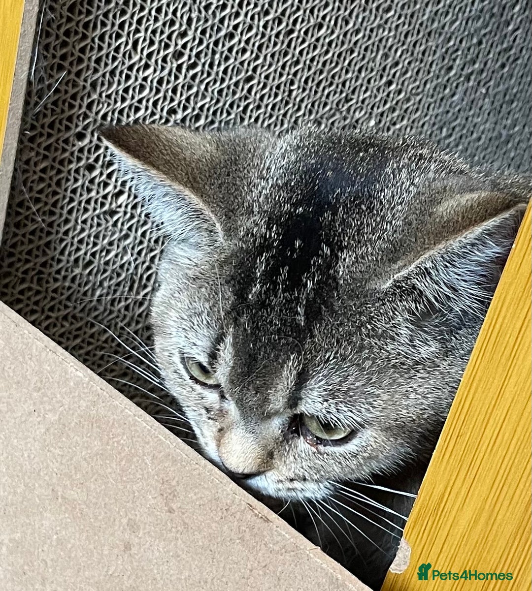 British Shorthair cats for sale: Silver tic & golden tic  - Image 5