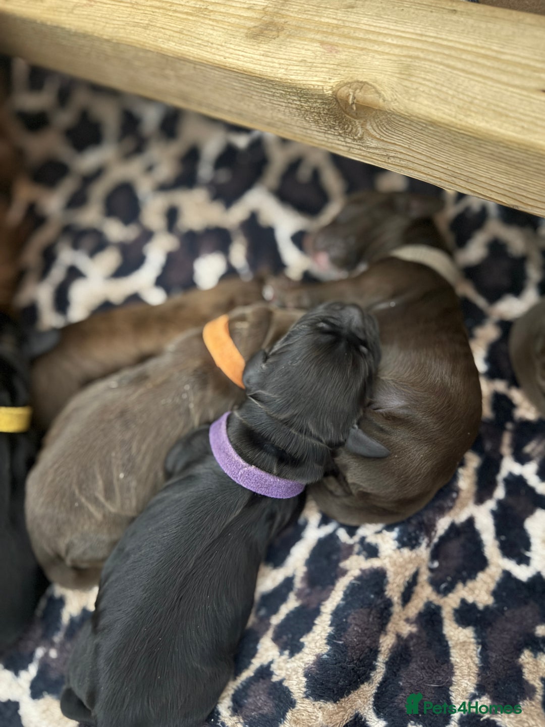 Cocker Spaniel dogs for sale: 6 beautiful Cocker Spaniel puppies.  - Advert 34