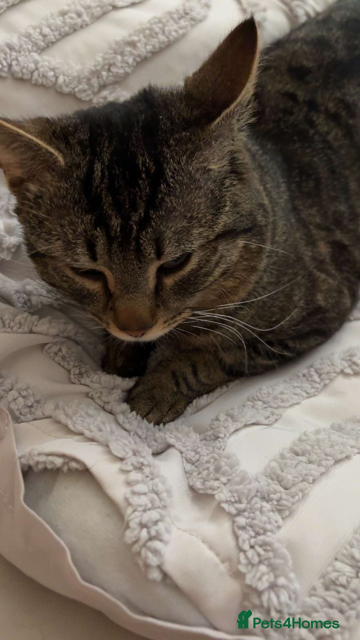 Domestic Shorthair cats Domestic Shorthaor / Tabby - Advert 7