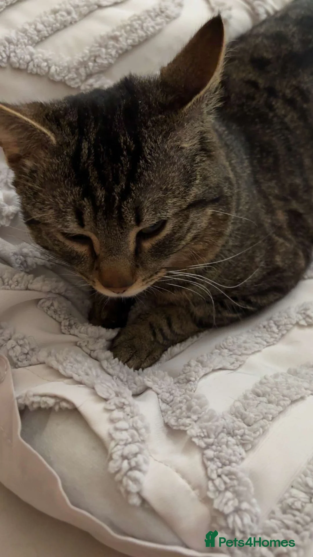 Domestic Shorthair cats for sale: Domestic Shorthaor / Tabby in Burnley - Advert 1