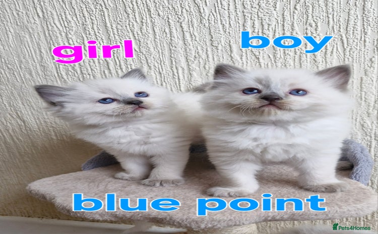 Ragdoll cats - Advert 8