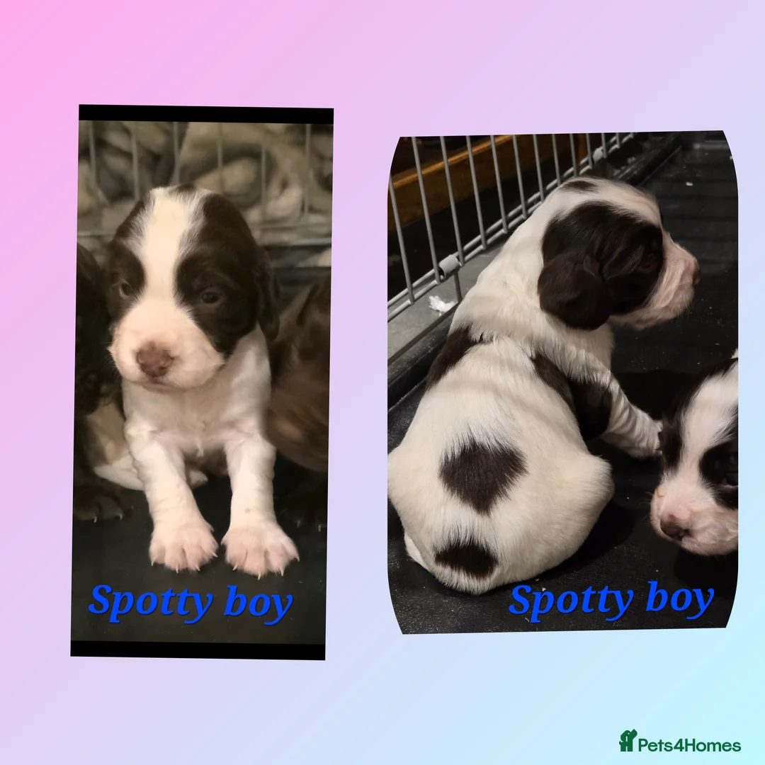 Sprocker dogs for sale: Sporker puppies  - Advert 12