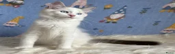 Ragdoll cats for sale: Beautiful Tica Registered Kittens Ragdoll - Advert 22