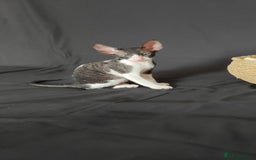 Cornish Rex cats for sale: Cornish Rex kitten  - Advert 3
