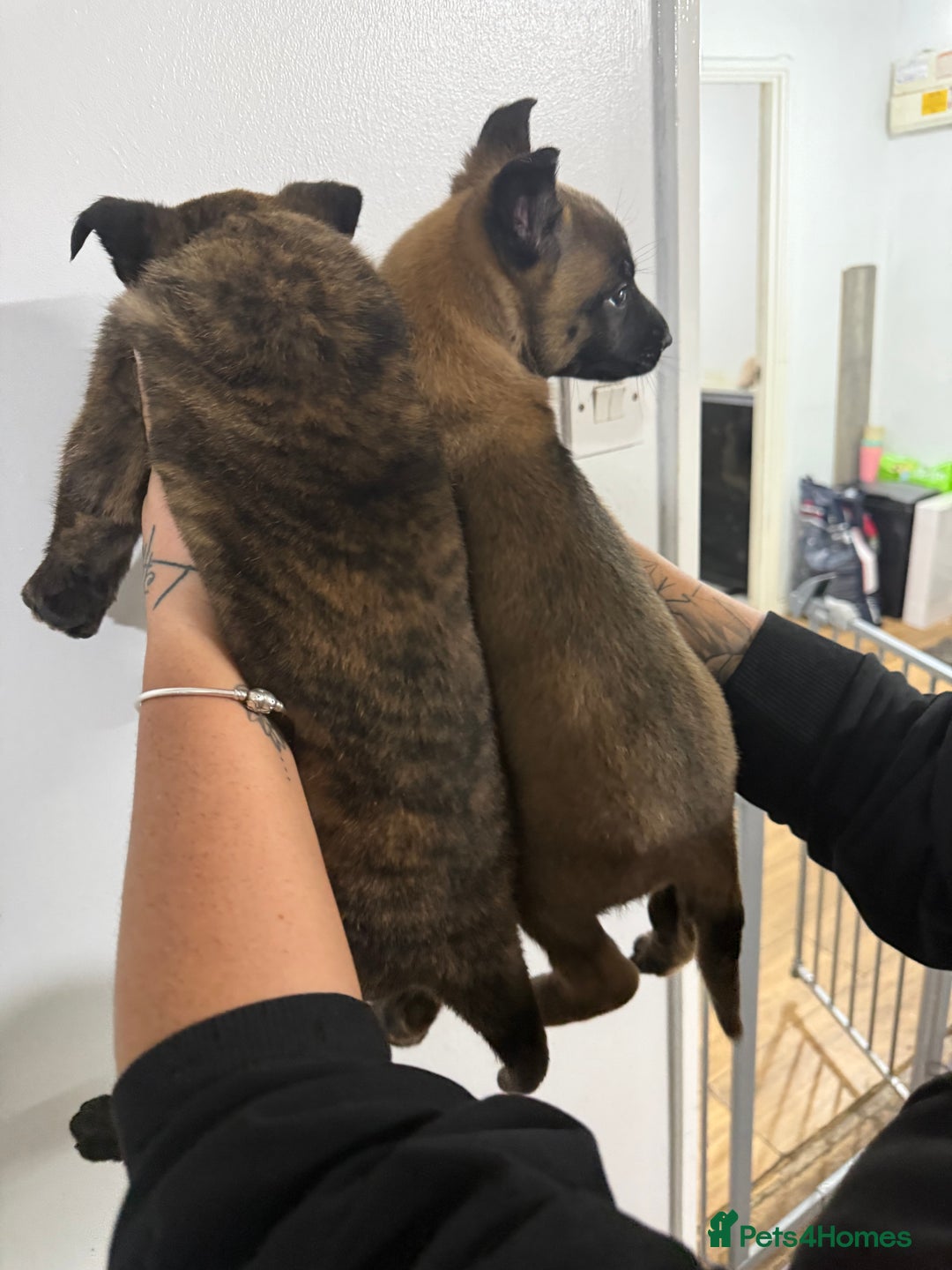 Belgian Shepherd Dog dogs for sale: Belgian Mali Pups - Advert 9