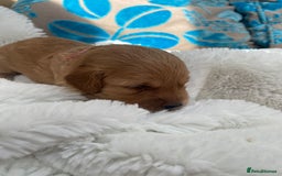 Mini Goldendoodle dogs for sale: 8 Lovingly Raised Miniature Goldendoodles  - Image 7