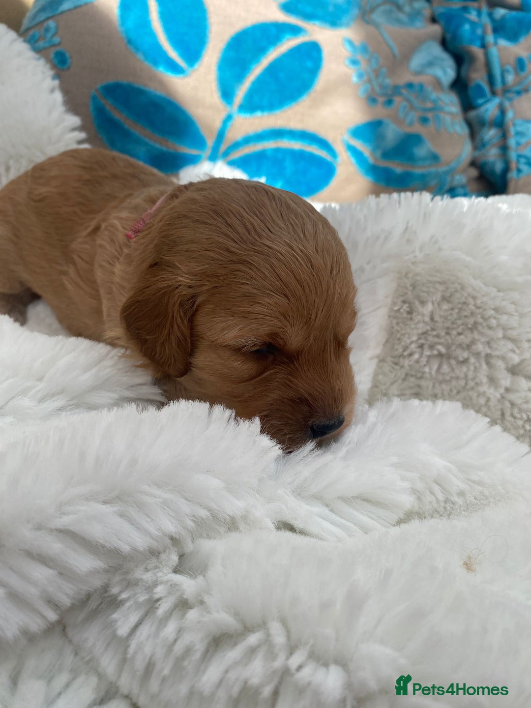 Mini Goldendoodle dogs for sale: 8 Lovingly Raised Miniature Goldendoodles  - Image 7