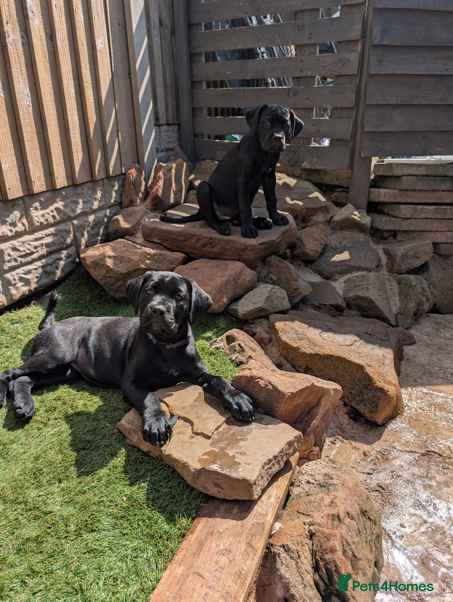 Cane Corso dogs Female Cane corso puppies 10 weeks old  - Advert 10
