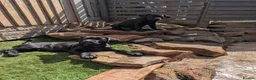 Cane Corso dogs for sale: Black female cane corsos puppies  - Advert 9
