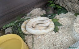 Corn Snake reptiles for sale: Snow morph corn snake  - Image 7