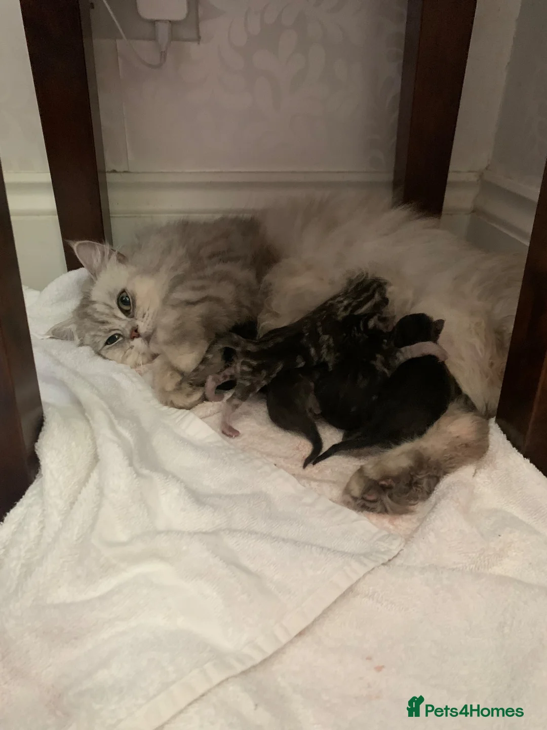 Mixed Breed cats for sale: Gorgeous little teddy bear  - Advert 2