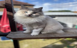 Ragdoll cats for sale: TICA registered blue mink ragdoll kitten - Image 11