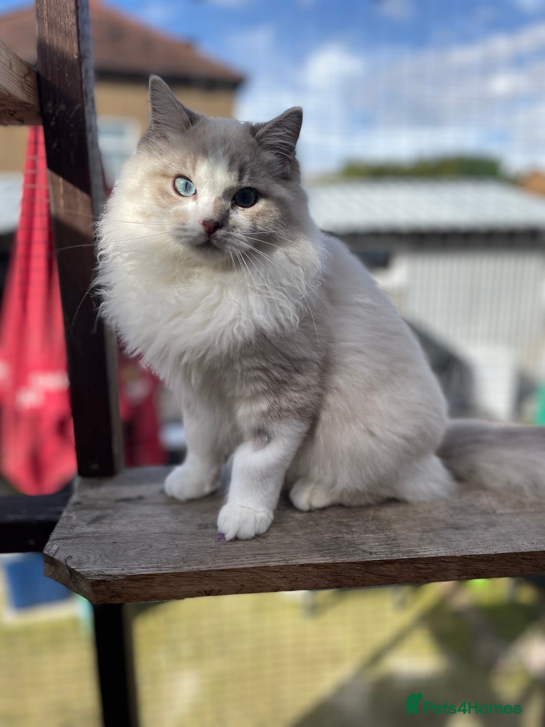 Ragdoll cats for sale: TICA registered blue mink ragdoll kitten - Image 11