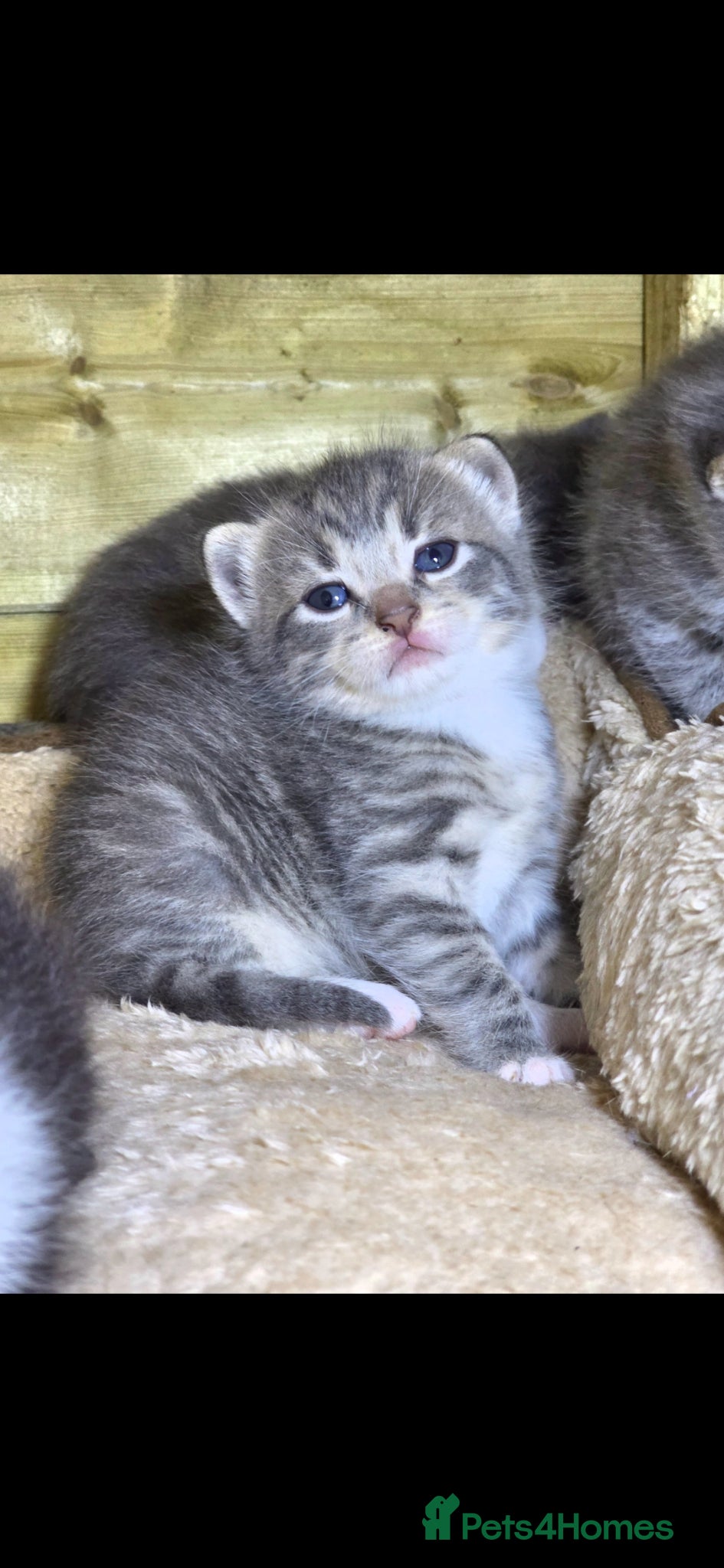 Mixed Breed cats for sale: Tabby farm kittens  - Advert 13