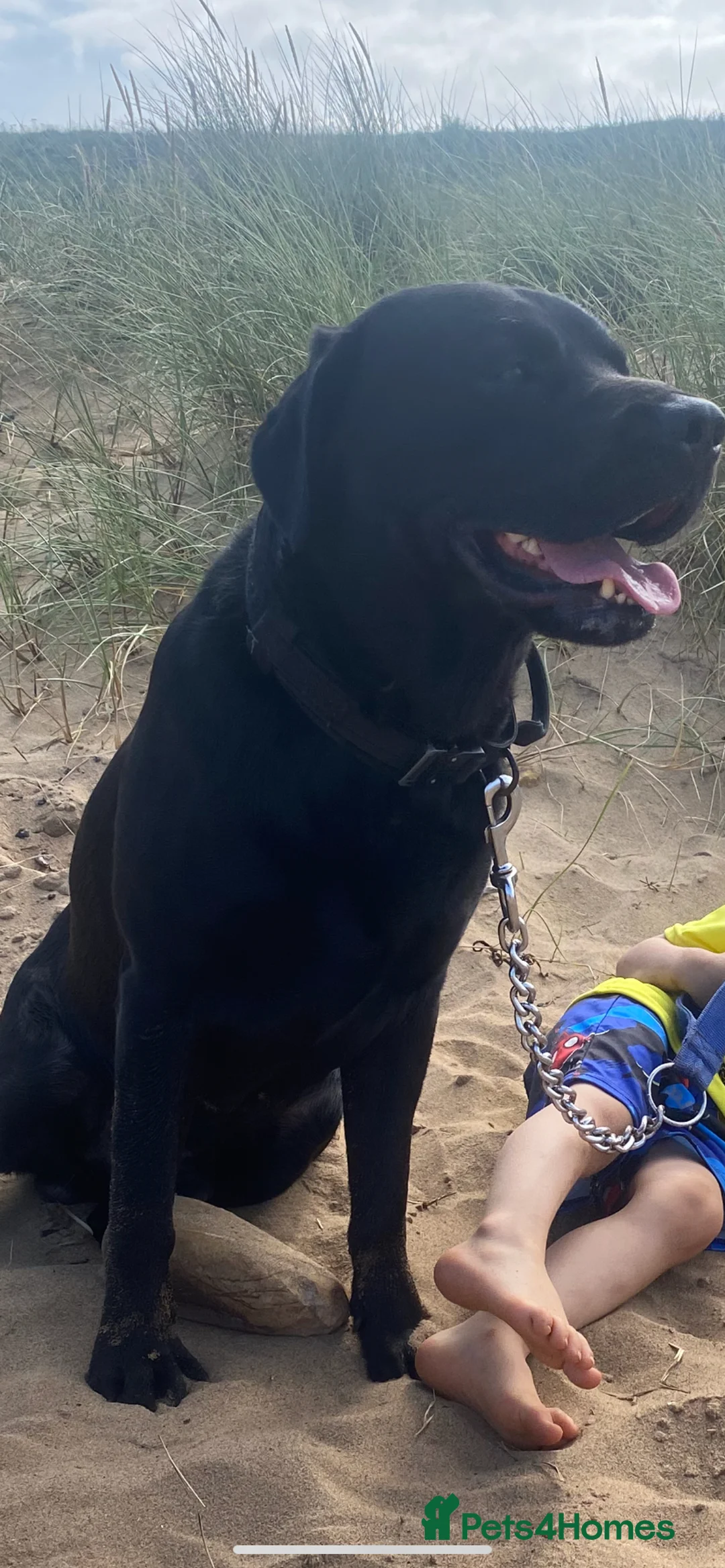 Labrador Retriever dogs for stud: Labrador stud  in Crook - Advert 2