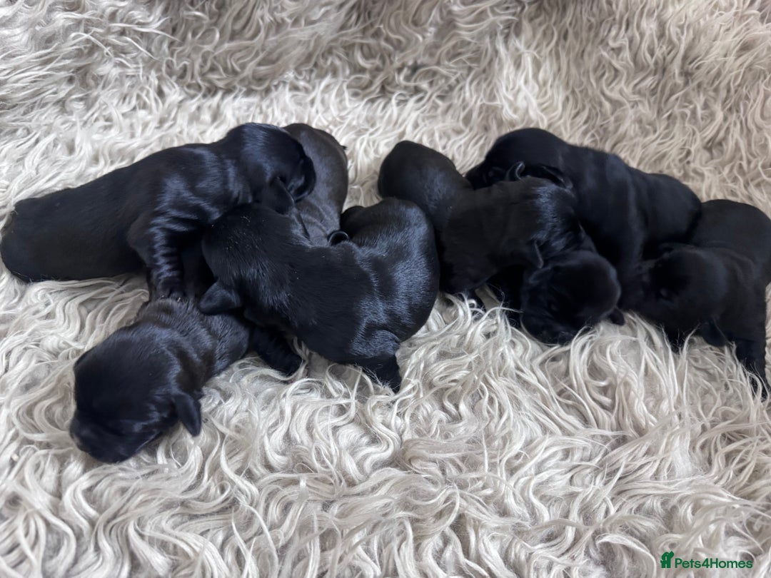 Mixed Breed dogs for sale: Schweenies  - Advert 16