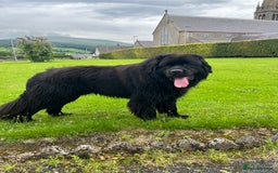 Newfoundland dogs for stud: Exceptional Male Newfoundland - Cody - FOR STUD - Image 5