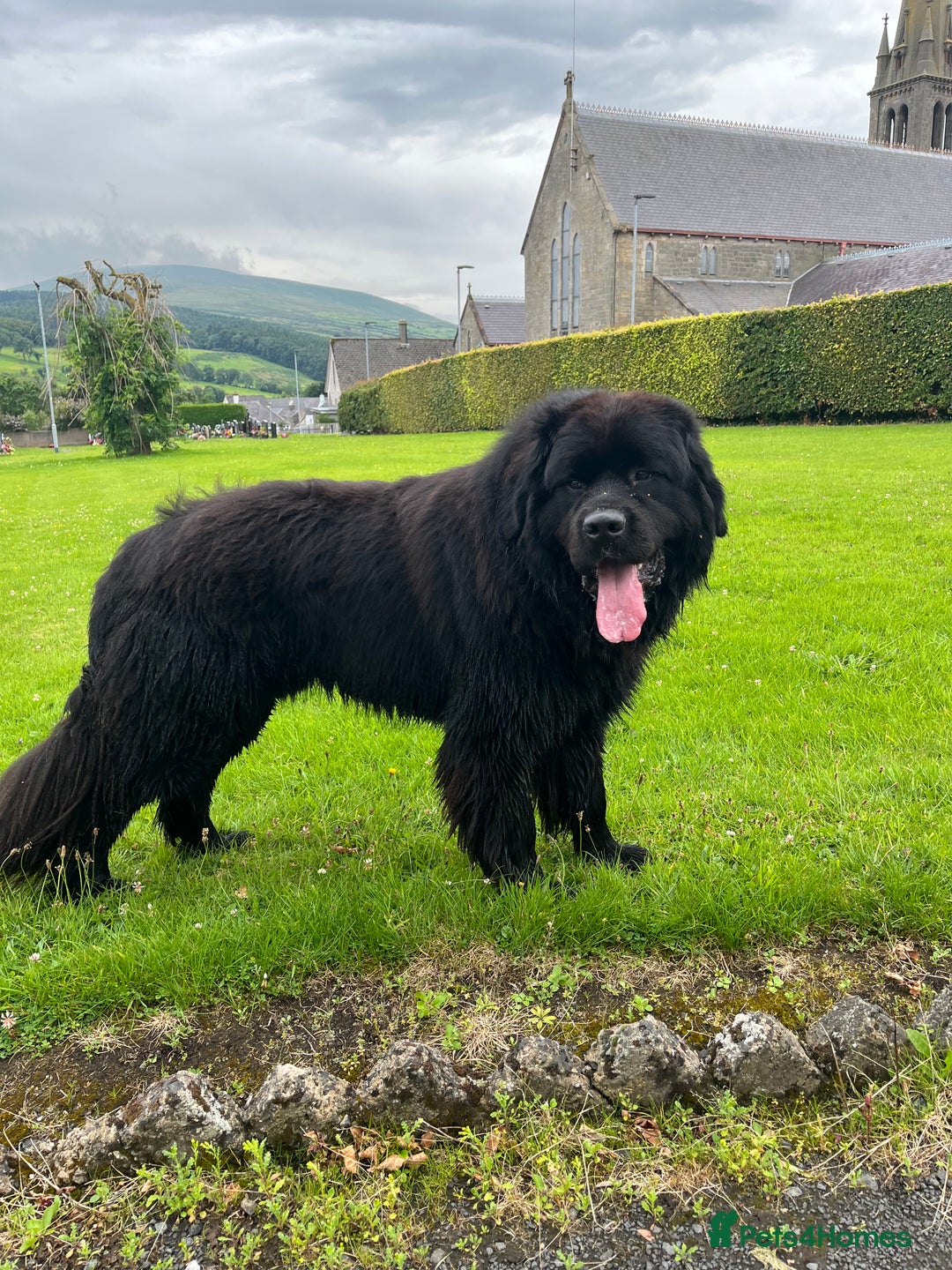 Newfoundland dogs for stud: Exceptional Male Newfoundland - Cody - FOR STUD - Image 5