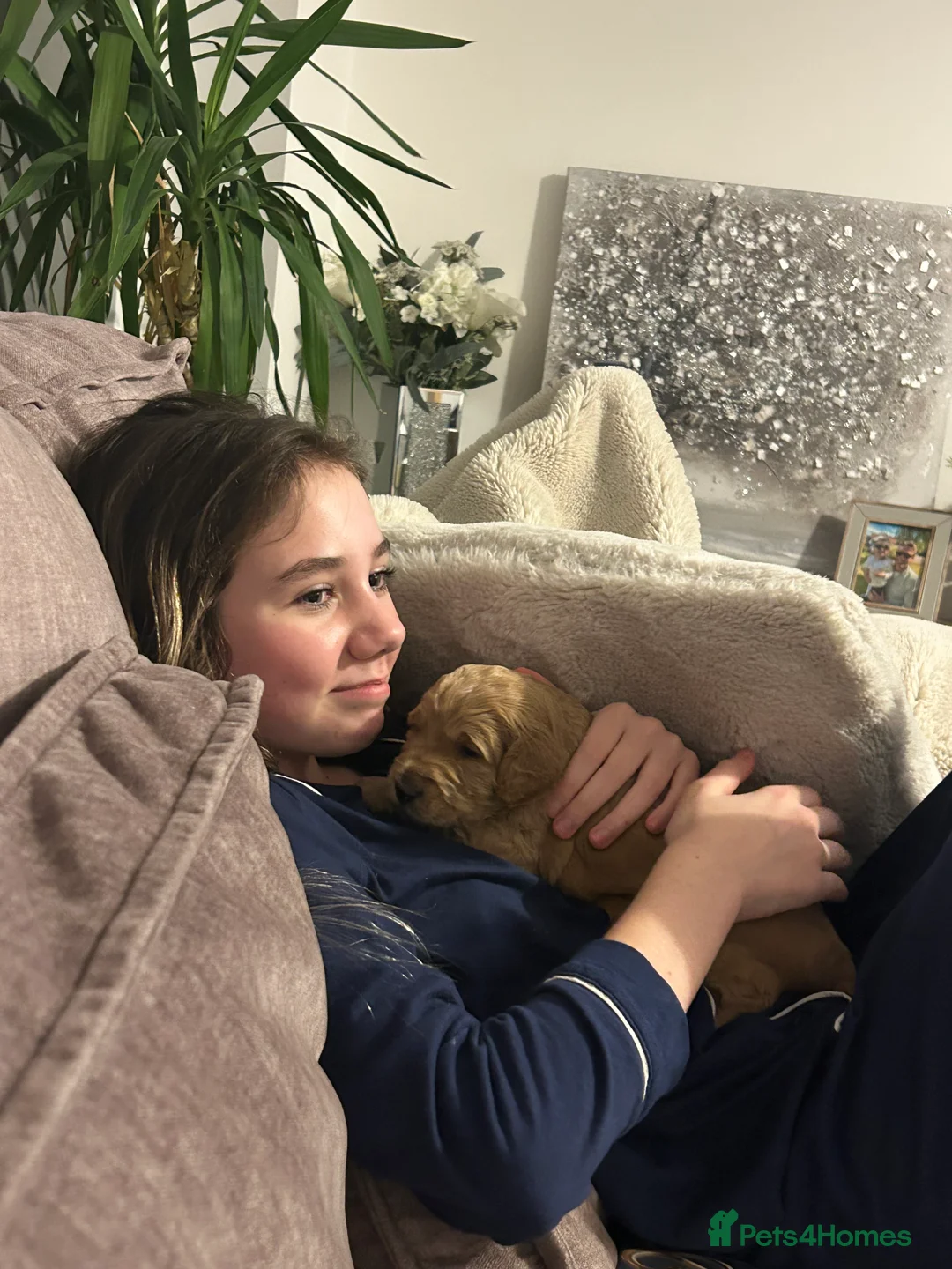 Australian Labradoodle dogs for sale: Beautiful, spoilt Austrian labradoodle puppies  - Advert 11