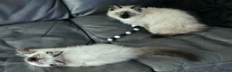 Ragdoll cats for sale: Due to timewasters 1 kitten available. . - Advert 6