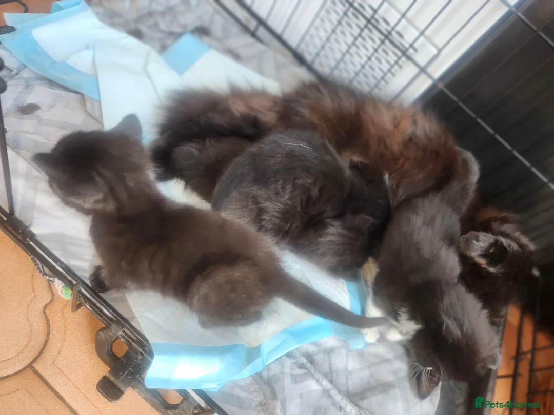 Mixed Breed cats for sale: 2 black boys, 1 black female, 1 black/white female in Bedworth - Advert 8