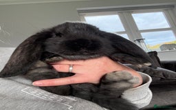 French Lop rabbits for sale: Stunning French lops available   - Image 1