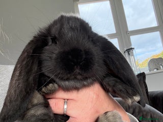 French Lop rabbits - Advert 2