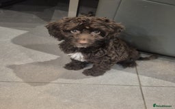 Cockapoo dogs for sale: Last f1B girl ready now - Image 5