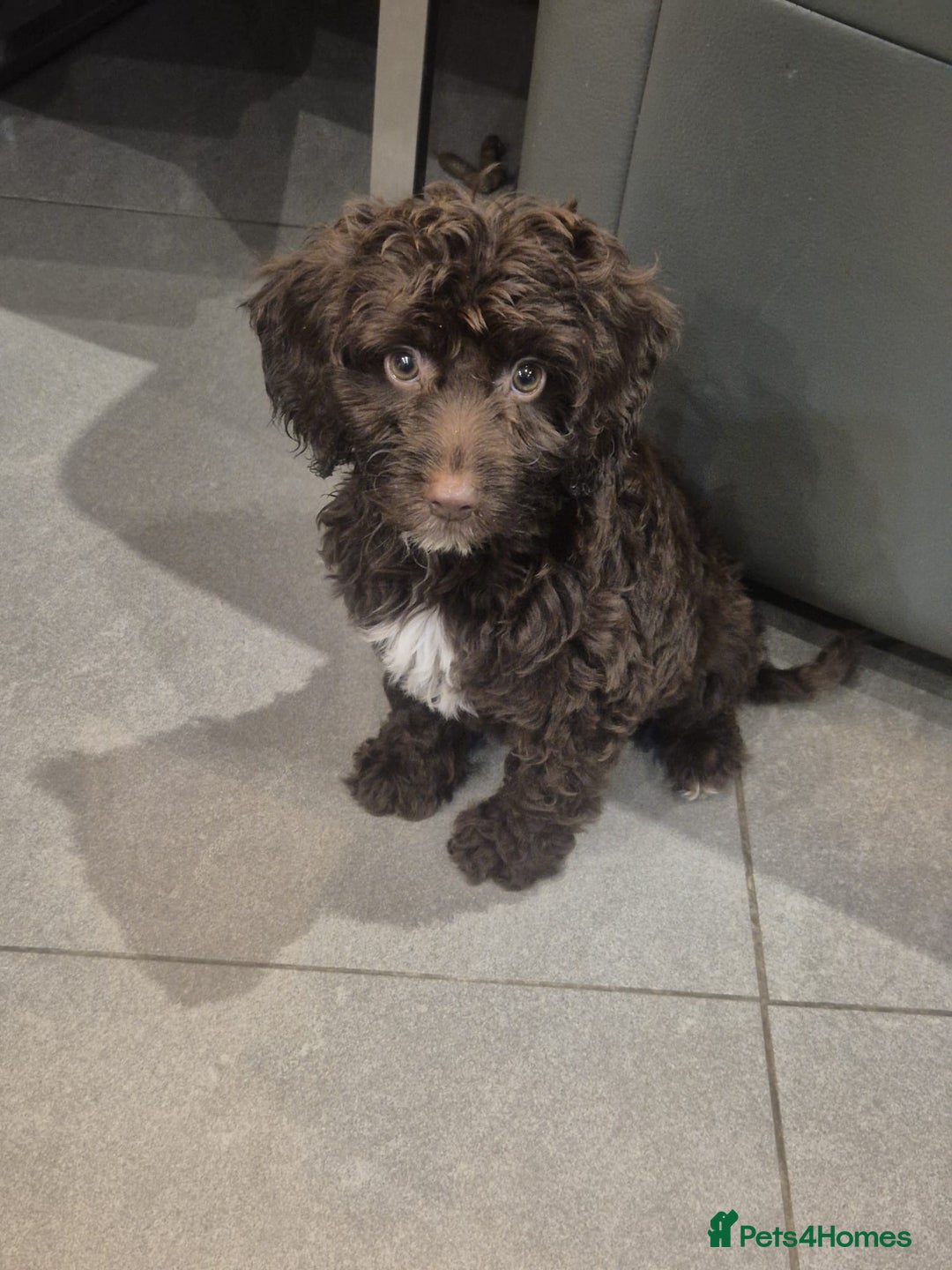 Cockapoo dogs for sale: Last f1B girl ready now - Image 5