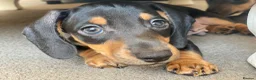 Dachshund dogs for sale: Beautiful miniature dachshund puppy’s  in Newport - Advert 10