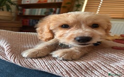 Cockapoo dogs for sale: F1 male cockapoo  - Image 2
