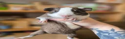 Guinea Pig rodents for sale: Baby male guinea pigs available  - Advert 4