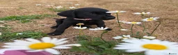 Labrador Retriever dogs for sale: 2 Boys Avaliable now for collection - Advert 4