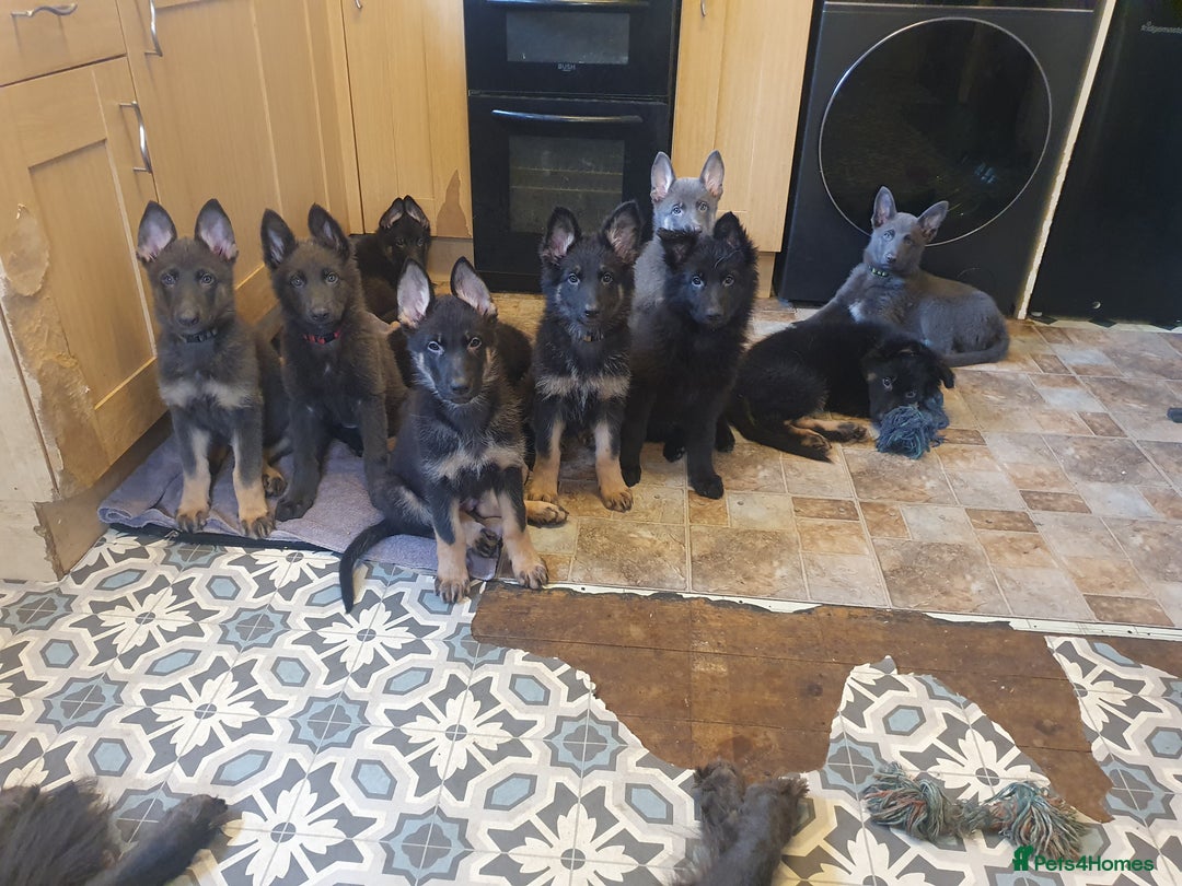 German Shepherd dogs for sale: 10 German Shepherd puppies for sale - Image 7