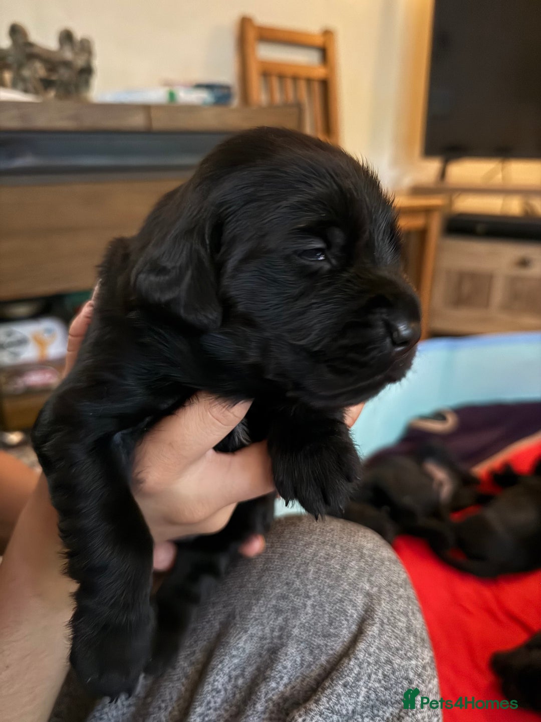 Springador dogs for sale: Puppies  - Image 9