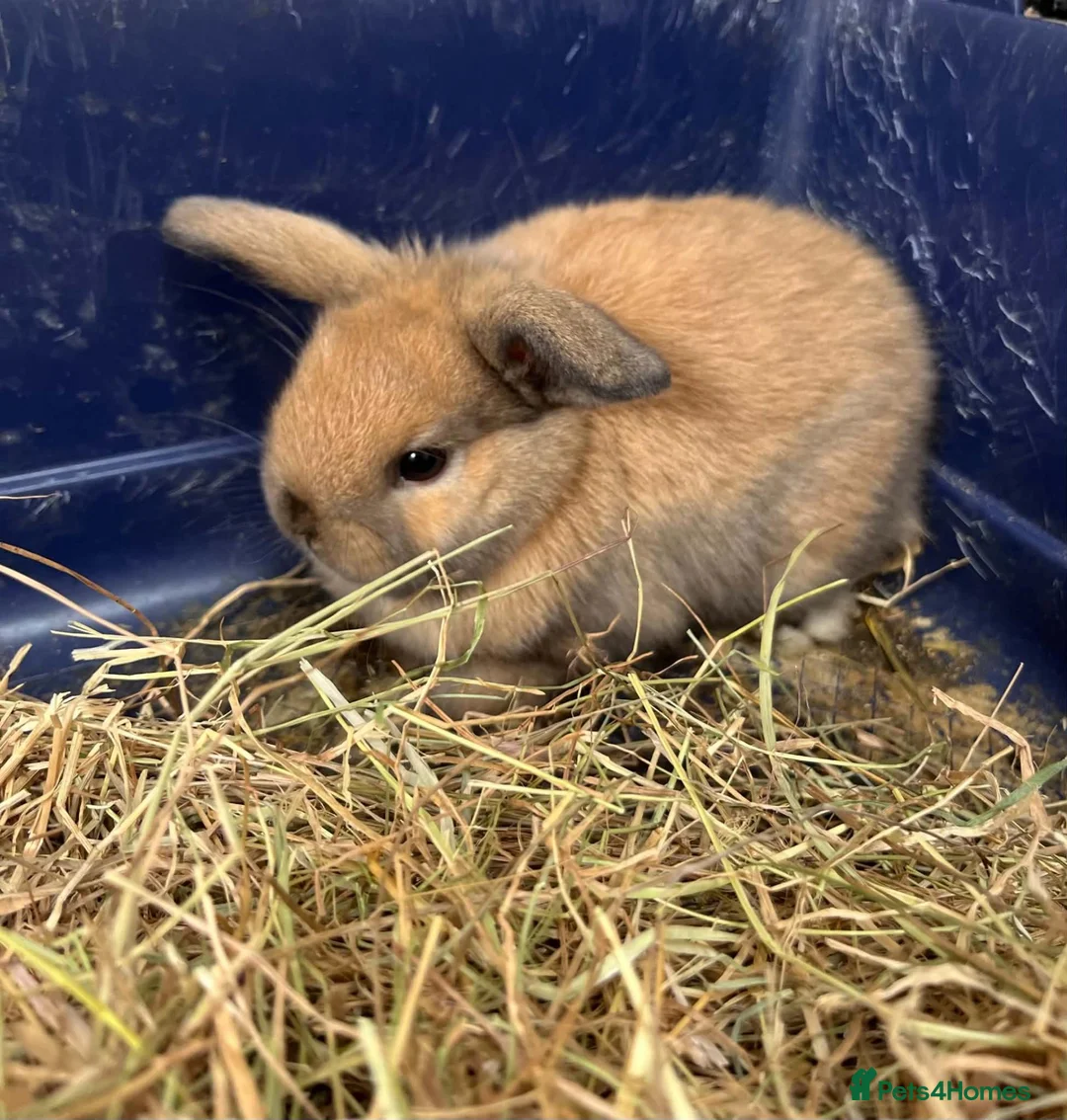 Mini Lop rabbits for sale: Gorgeous Mini Lops - Advert 2