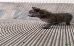 British Longhair cats for sale: 2 x 10 month old + 1 x 3 month old (can go separat - Image 4