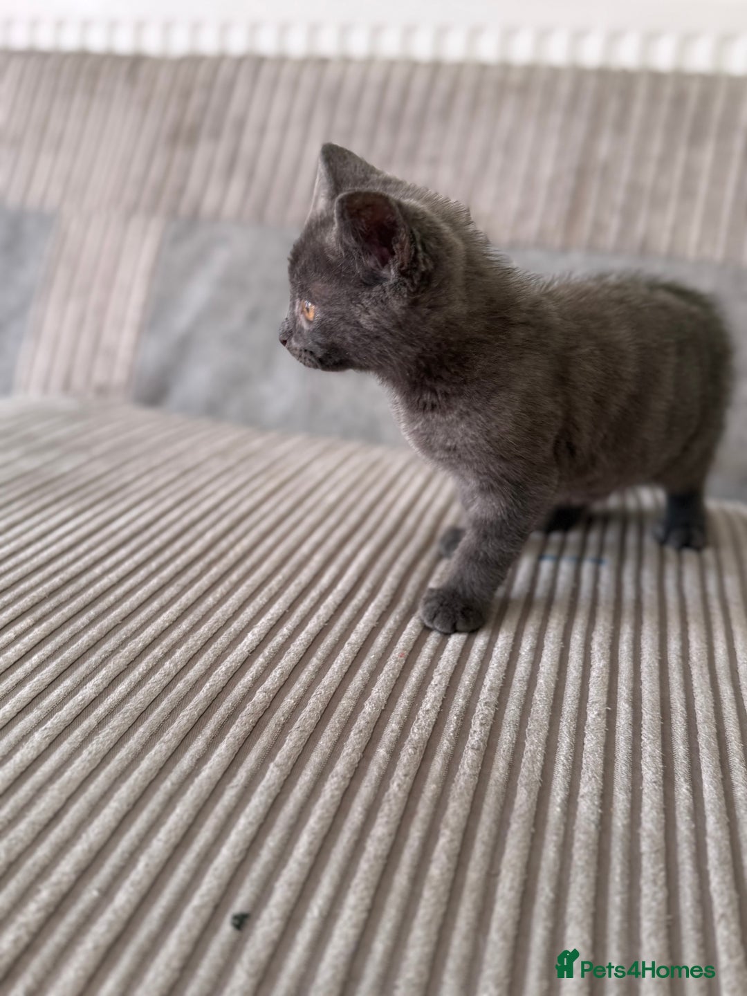 British Longhair cats for sale: 2 x 10 month old + 1 x 3 month old (can go separat - Image 4