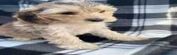 Cockapoo dogs for sale: Cockapoo puppies - Advert 17