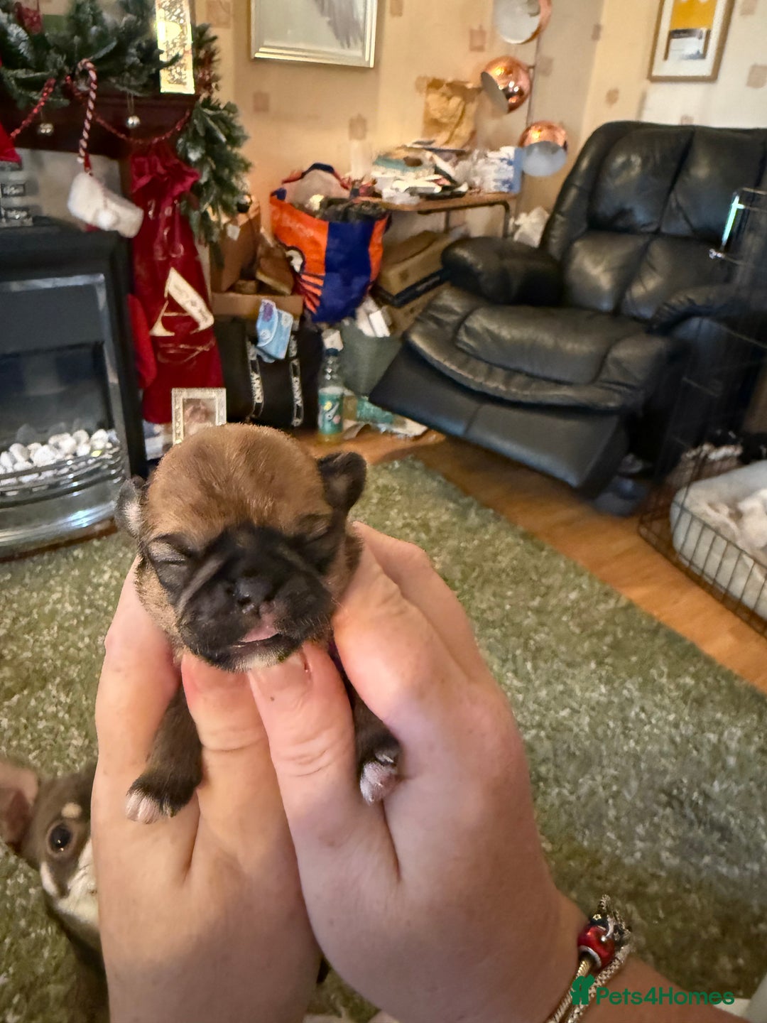 Shih Tzu dogs for sale: 3 shitzu puppies needing new forever homes - Advert 2