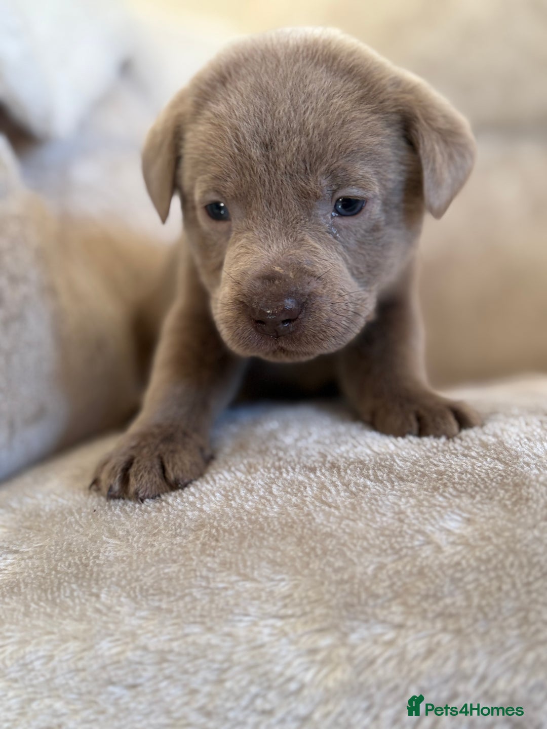 Labrador Retriever dogs for sale: Stunning Labrador puppies - Advert 11