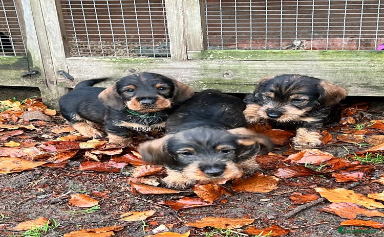 Dachshund dogs Dual Purpose Standard Wirehaired Dachshund(Teckel) - Advert 6