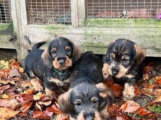 Dachshund dogs Dual Purpose Standard Wirehaired Dachshund(Teckel) - Advert 2