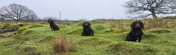 Cocker Spaniel dogs for sale: FTCH x FTW KC Working Cocker Pups - Advert 9