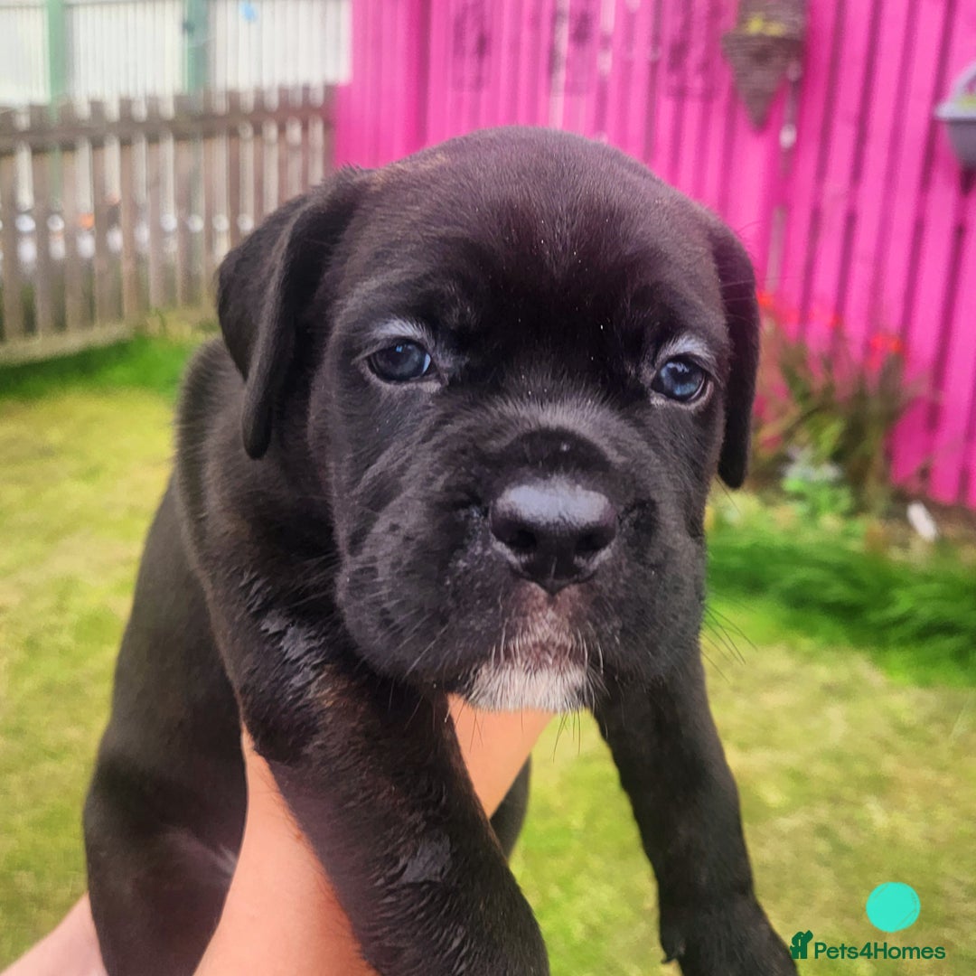 Cane Corso dogs for sale: 💜 gorgeous cane corsos puppies 💜ready in 3 weeks - Image 13