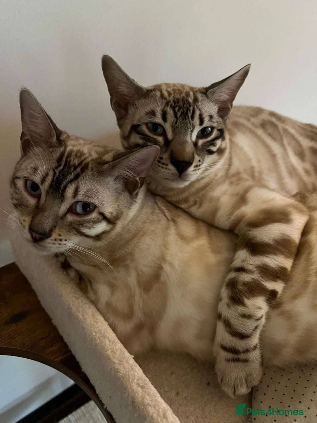 Bengal cats for sale: Bengal bother & sister - Image 2