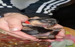 Yorkshire Terrier dogs for sale: 💖 Stunning Yorkshire Terrier Puppies in Derby - Image 3