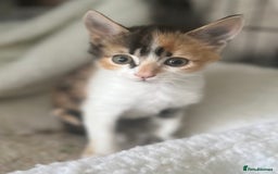 Mixed Breed cats for sale: Three gorgeous female kittens - Image 1