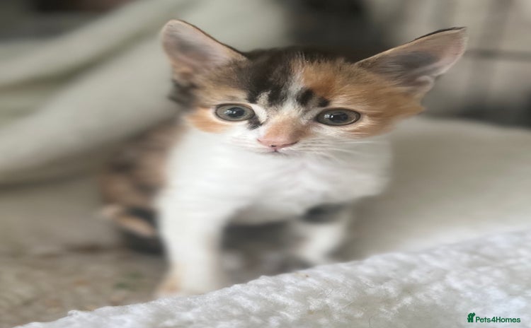 Mixed Breed cats - Advert 9