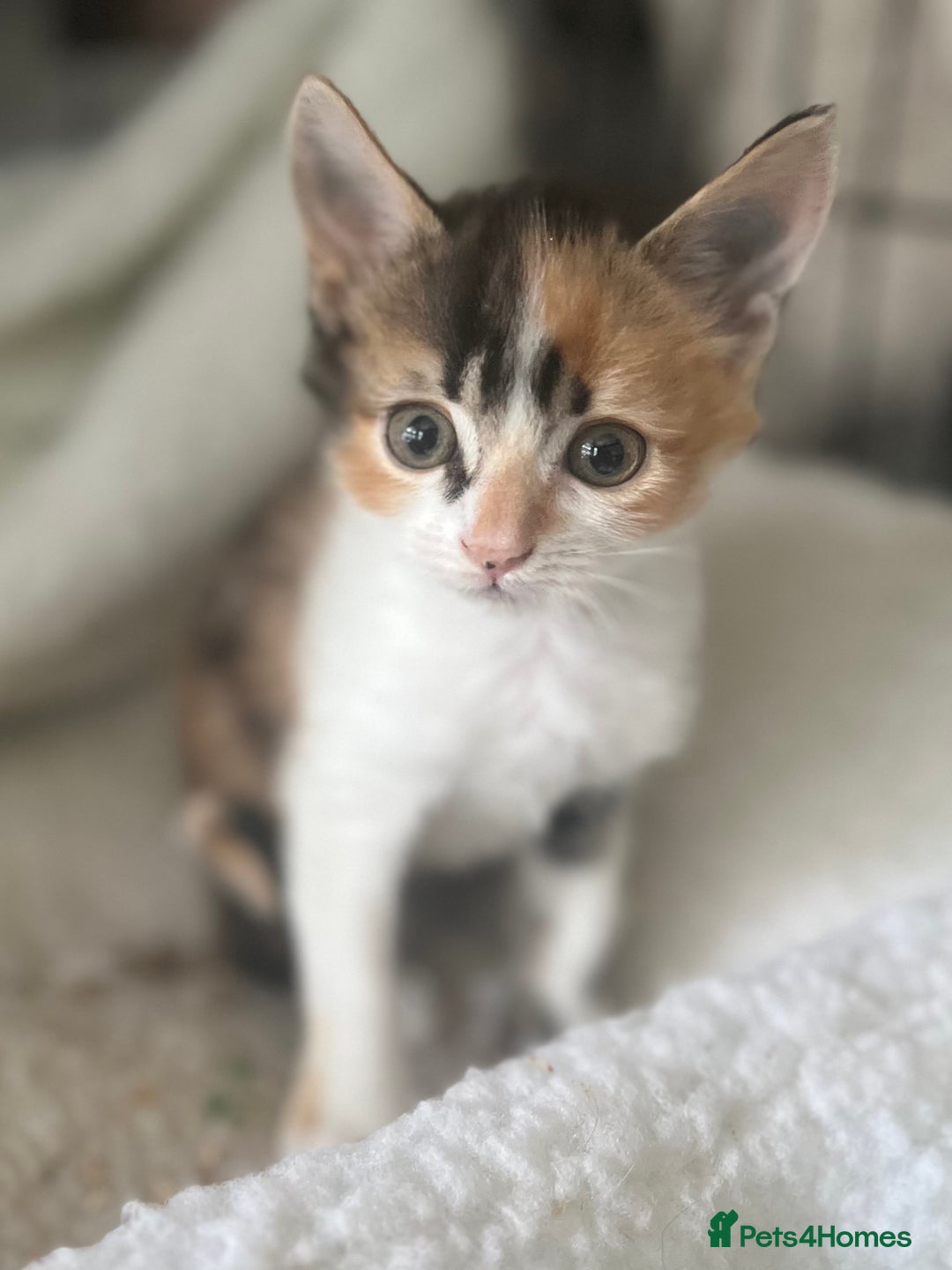 Mixed Breed cats for sale: Three gorgeous female kittens - Image 1